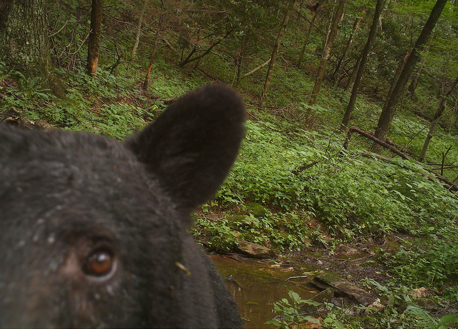 Bear Selfie Blue Ridge Parkway Foundation 